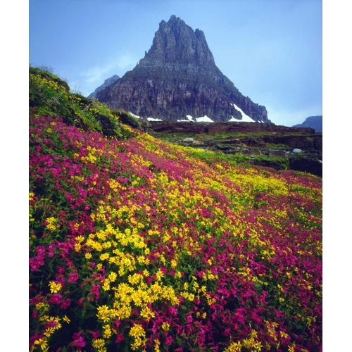 USA, Montana, Glacier NP Wildflowers in summer